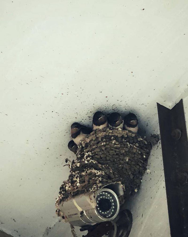 不经意间拍到感动的一幕 原本以纹身图片_老传统纹身图案