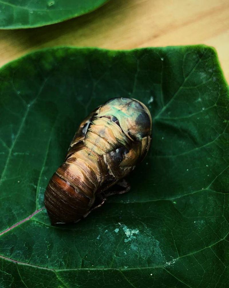 蝉一次蜕变能活几十天 你活几十纹身图片_老传统纹身图案