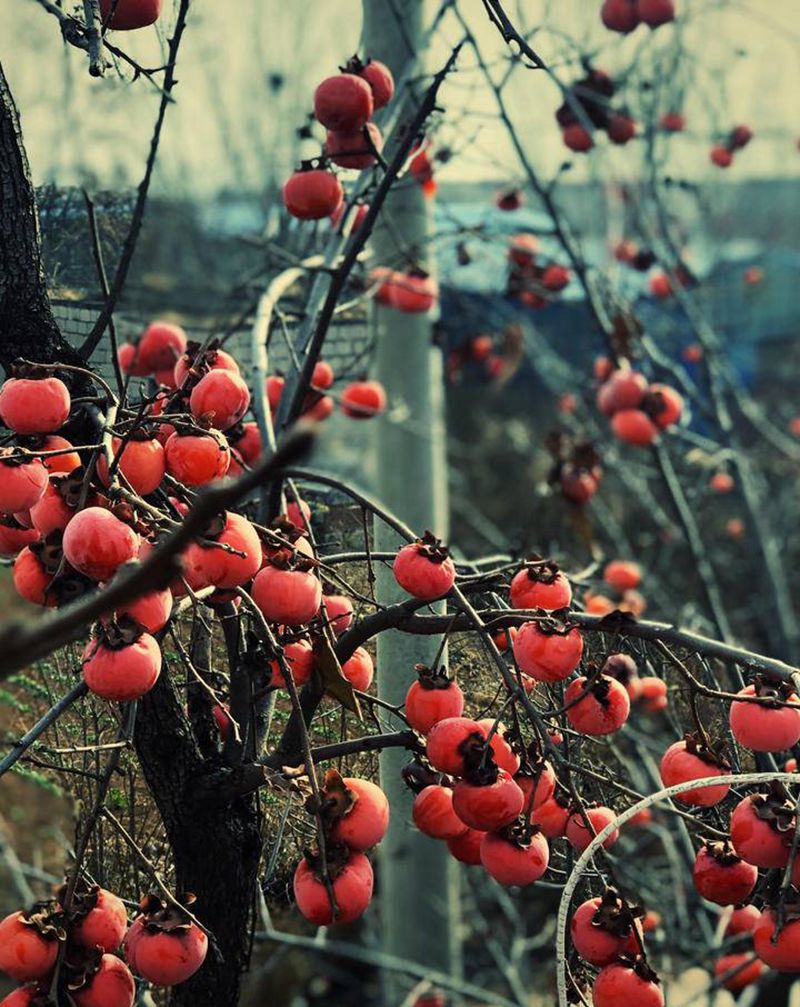 姥姥家的柿子是我美好的回忆 那纹身图片_老传统纹身图案