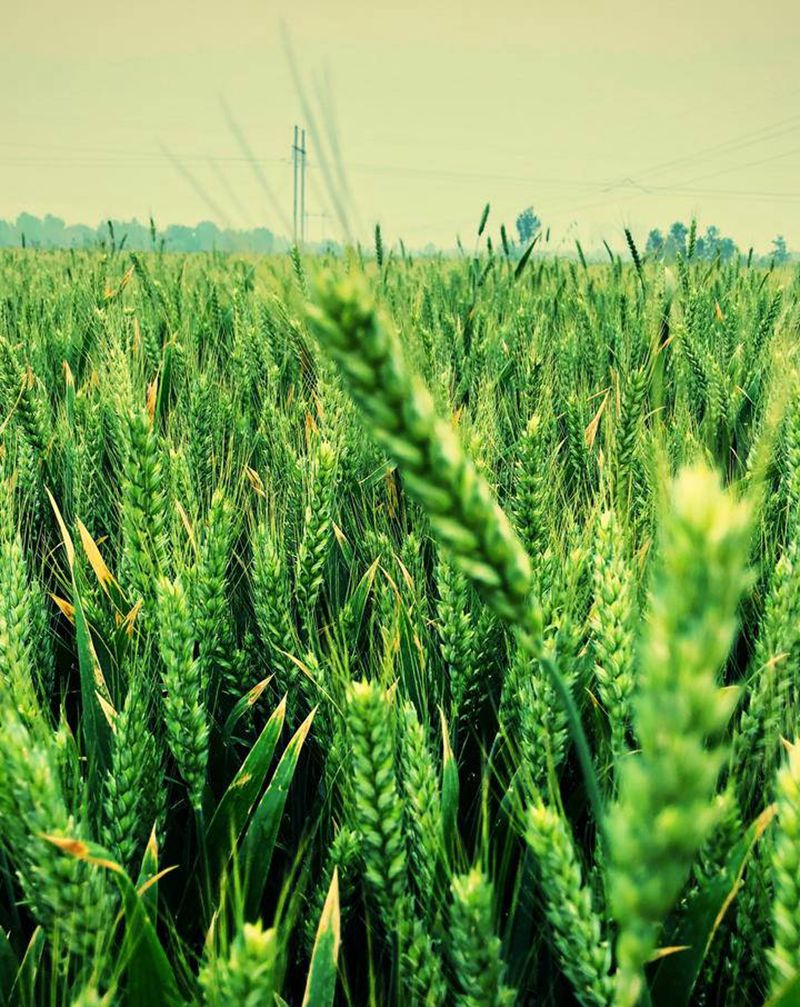 麦·田纹身图片_老传统纹身图案