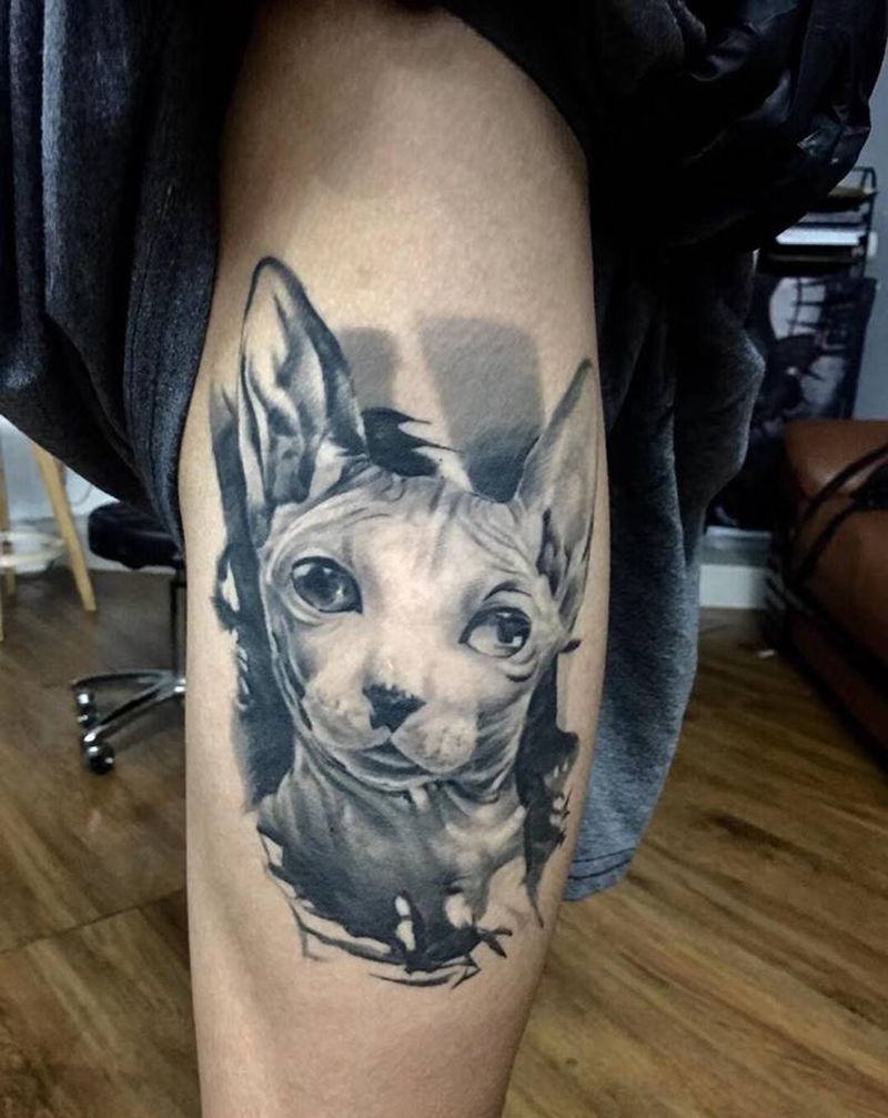 无毛猫恢复图纹身图片_腿部纹身图案