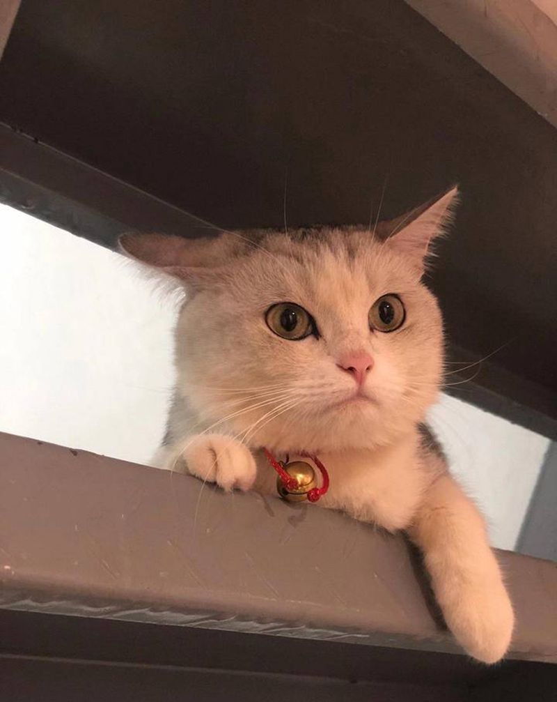 宠物猫纹身图片_腿部欧美写实宠物定制设计猫纹身图案