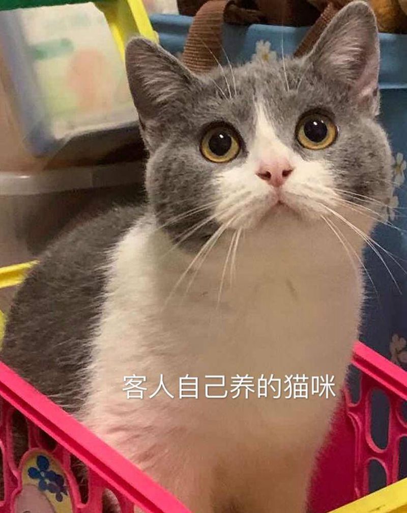 猫猫