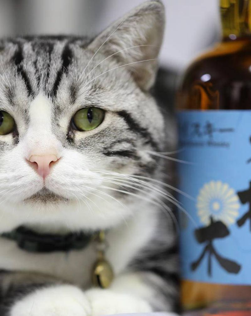 本店与水樽木合作纹身图片_手部纹身图案