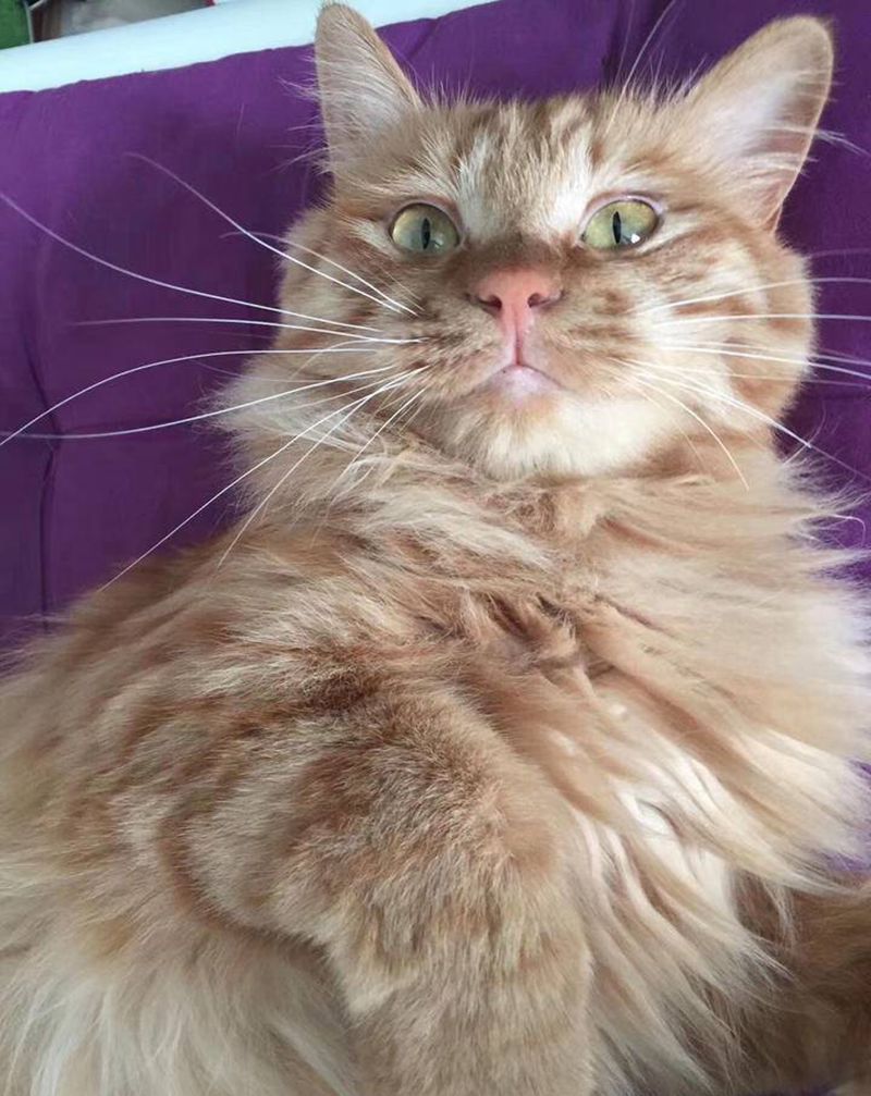 图腾猫纹身图片_手臂图腾纹身图案