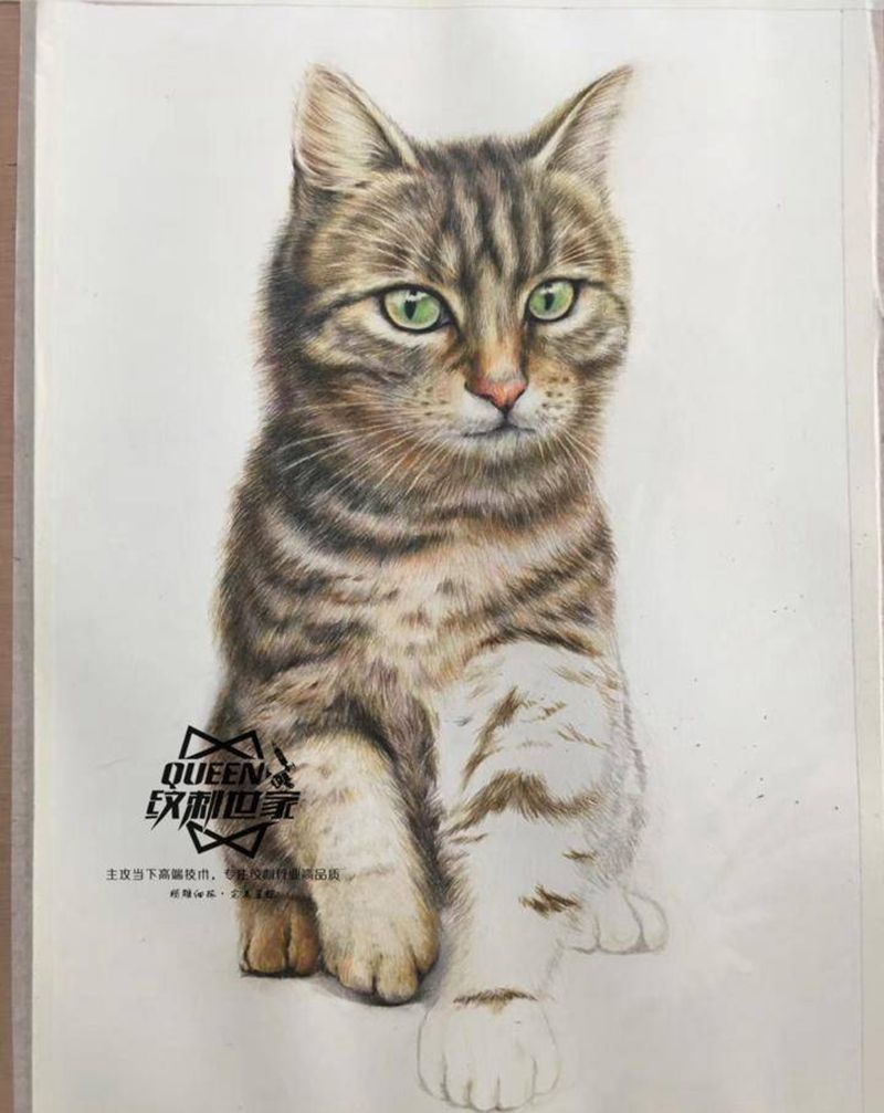 彩铅素描～猫纹身图片_欧美写实纹身图案