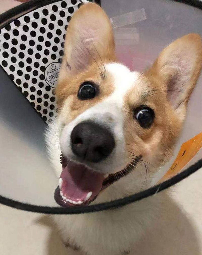 小柯基写实纹身纹身图片_手部欧美写实狗纹身图案