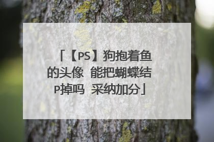 【PS】狗抱着鱼的头像 能把蝴蝶结P掉吗 采纳加分