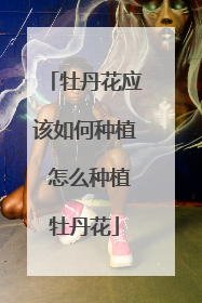牡丹花应该如何种植 怎么种植牡丹花