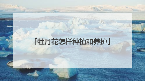 牡丹花怎样种植和养护