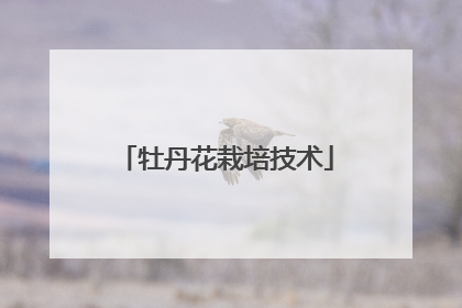 牡丹花栽培技术