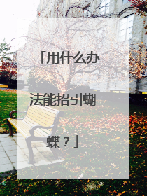 用什么办法能招引蝴蝶？