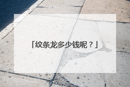 纹条龙多少钱呢？