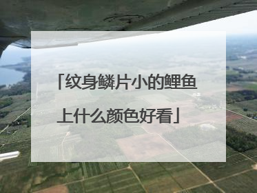 纹身鳞片小的鲤鱼上什么颜色好看