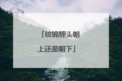 纹锦鲤头朝上还是朝下