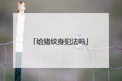 给猪纹身犯法吗