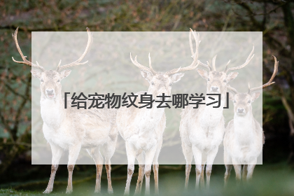 给宠物纹身去哪学习