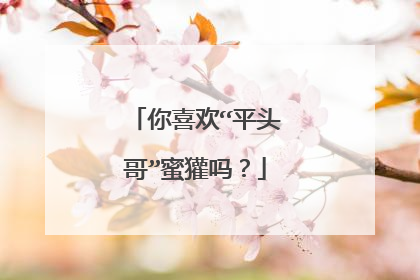 你喜欢“平头哥”蜜獾吗？