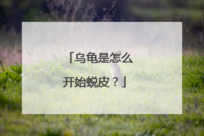 乌龟是怎么开始蜕皮?