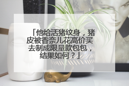 他给活猪纹身，猪皮被香奈儿花高价买去制成限量款包包，结果如何？