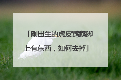 刚出生的虎皮鹦鹉脚上有东西，如何去掉