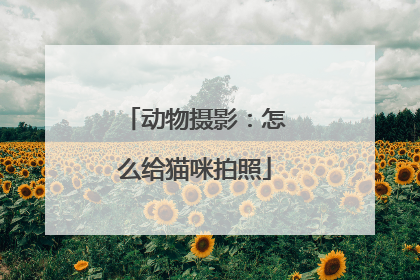 动物摄影：怎么给猫咪拍照