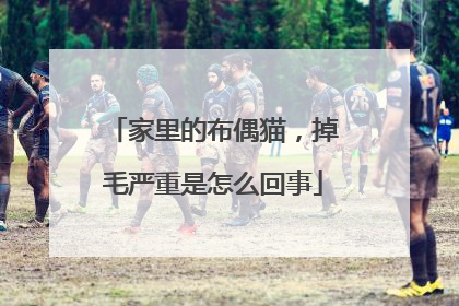 家里的布偶猫，掉毛严重是怎么回事