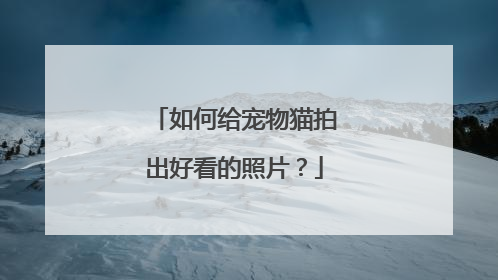 如何给宠物猫拍出好看的照片？