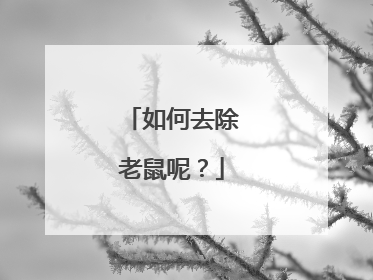 如何去除老鼠呢？