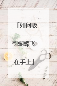 如何吸引蝴蝶飞在手上