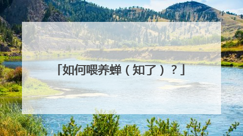 如何喂养蝉（知了）？