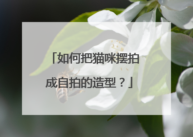 如何把猫咪摆拍成自拍的造型？