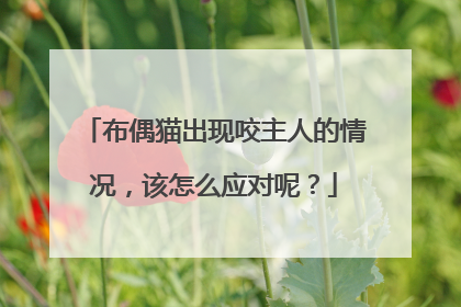 布偶猫出现咬主人的情况，该怎么应对呢？