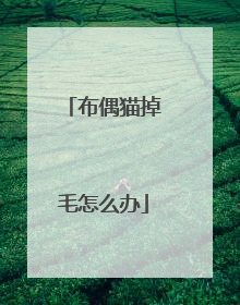 布偶猫掉毛怎么办