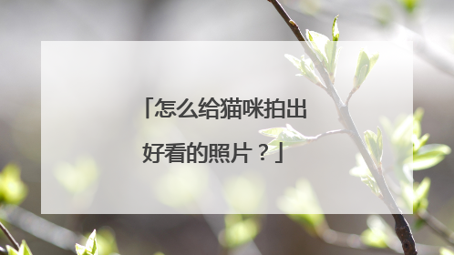 怎么给猫咪拍出好看的照片？