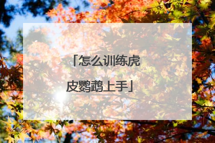 怎么训练虎皮鹦鹉上手