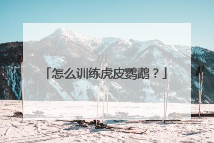 怎么训练虎皮鹦鹉？