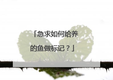 急求如何给养的鱼做标记？