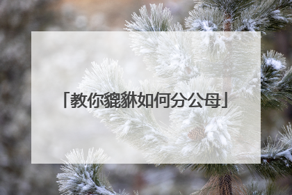 教你貔貅如何分公母