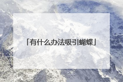 有什么办法吸引蝴蝶