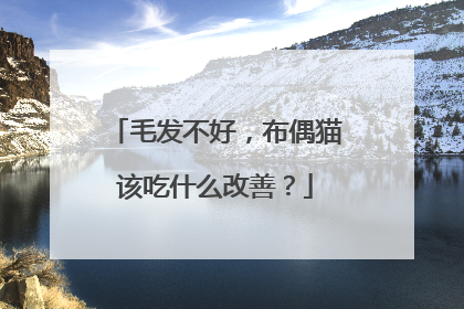毛发不好，布偶猫该吃什么改善？
