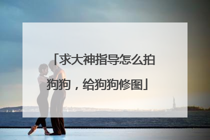 求大神指导怎么拍狗狗，给狗狗修图