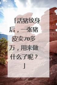 活猪纹身后，一张猪皮卖70多万，用来做什么了呢？