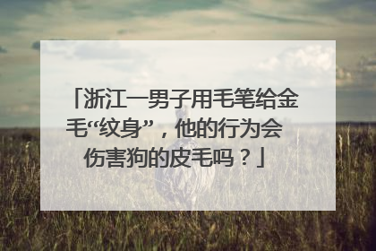 浙江一男子用毛笔给金毛“纹身”,他的行为会伤害狗的皮毛吗?