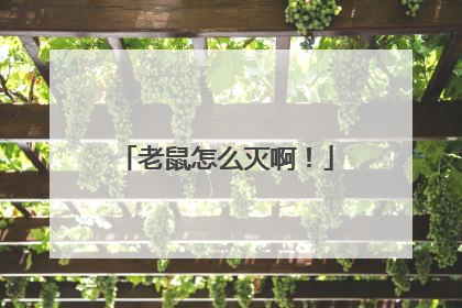 老鼠怎么灭啊！