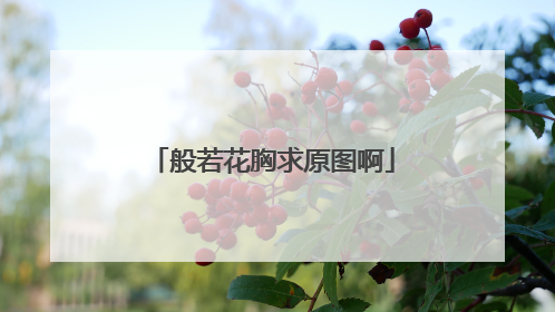 般若花胸求原图啊