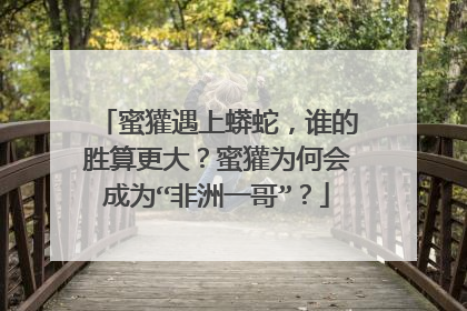蜜獾遇上蟒蛇，谁的胜算更大？蜜獾为何会成为“非洲一哥”？