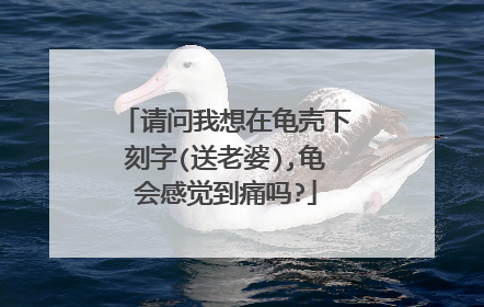 请问我想在龟壳下刻字(送老婆),龟会感觉到痛吗?