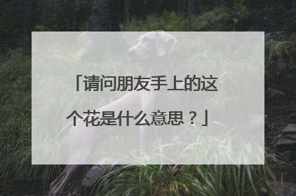 请问朋友手上的这个花是什么意思？