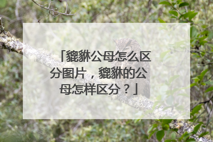 貔貅公母怎么区分图片，貔貅的公母怎样区分？